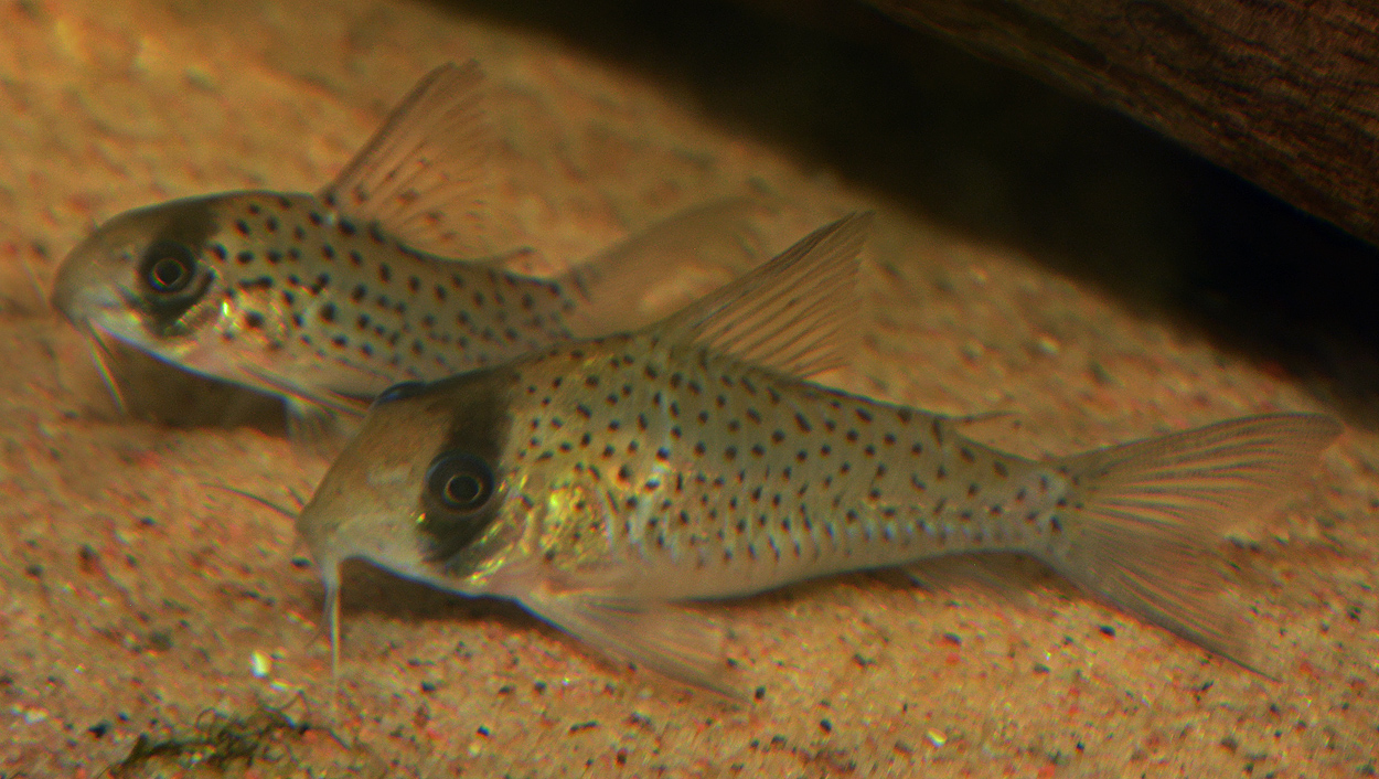 Corydoras leucomelas