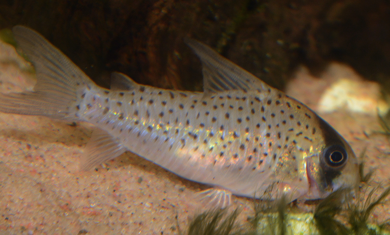 Corydoras leucomelas