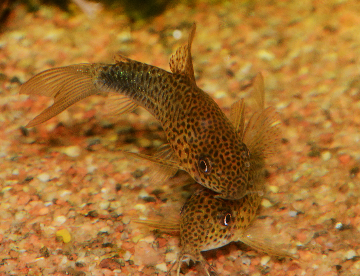 Corydoras similis