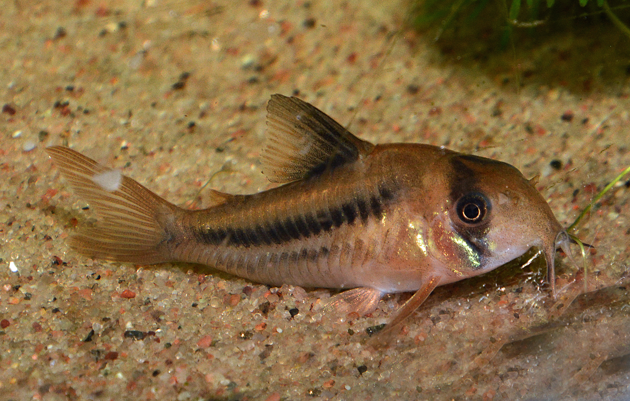 Corydoras sp. 'CW021'