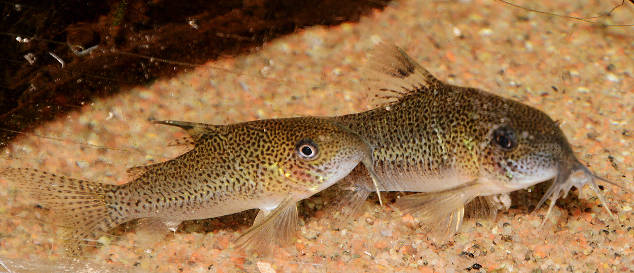 Corydoras sp. 'CW037'