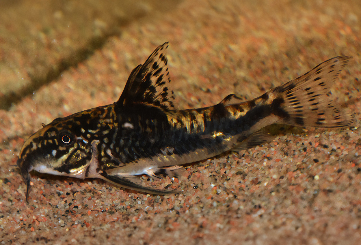 Scleromystax barbatus