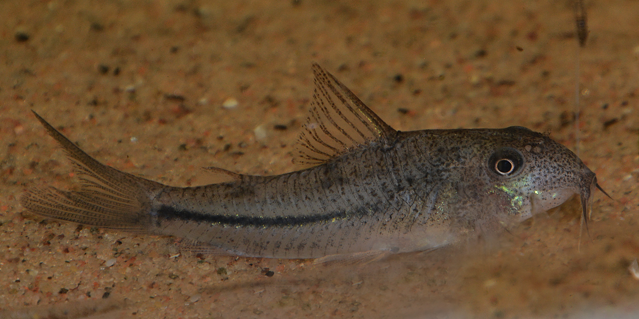 Scleromystax prionotos