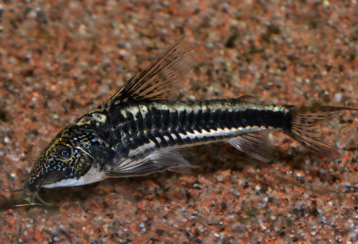 Scleromystax sp. 'CW38'