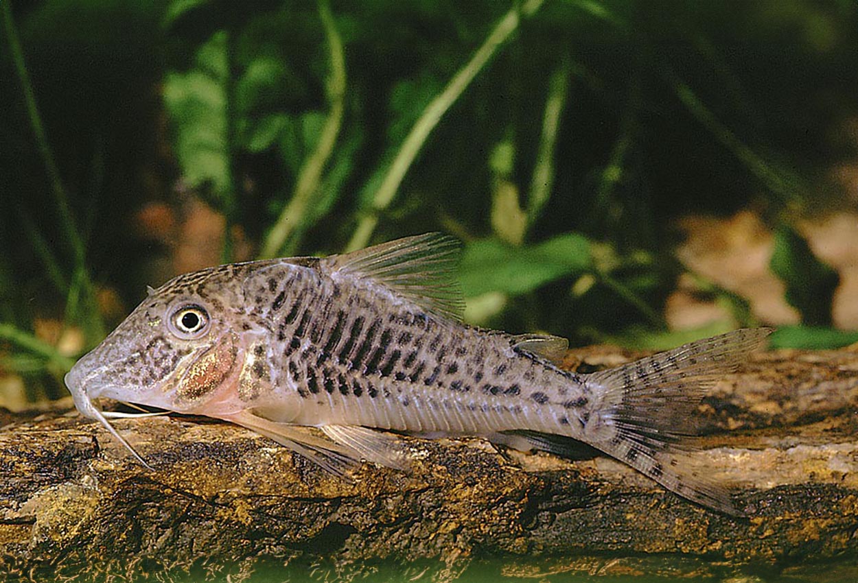 Corydoras ellisae