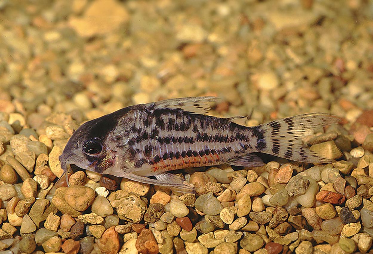 Corydoras schwartzi