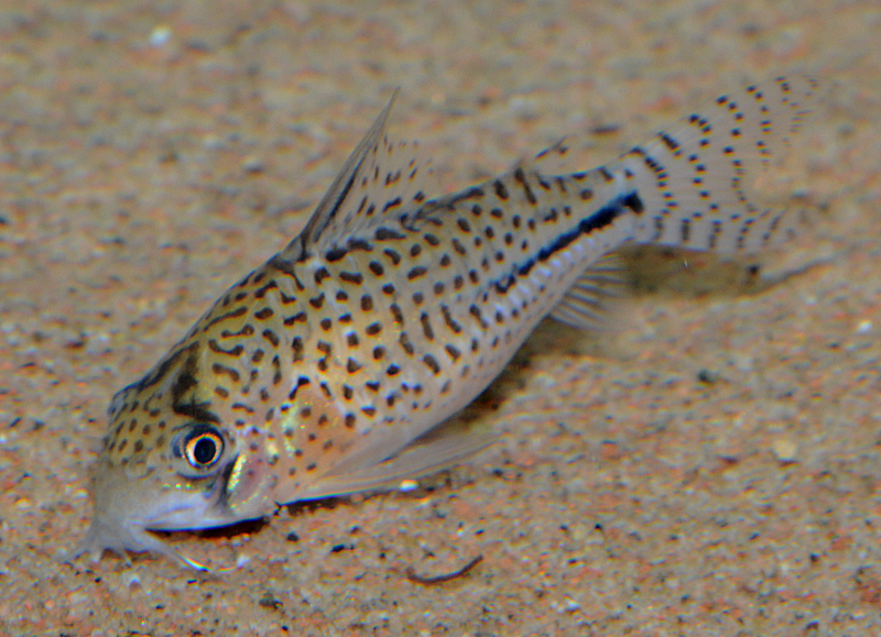 Corydoras sp. 'C091'