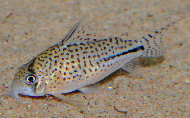 Corydoras sp. 'C091'