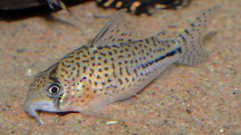 Corydoras sp. 'C091'