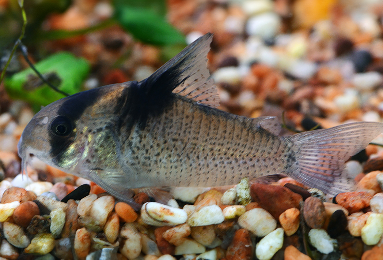 Corydoras bicolor