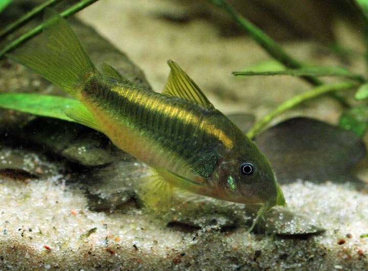 Corydoras sp. 'golden stripe'
