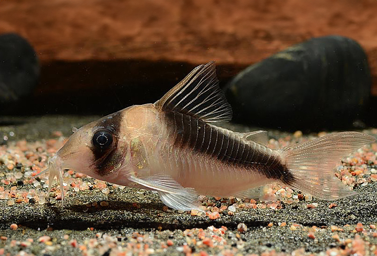 Corydoras sp. "CW106"
