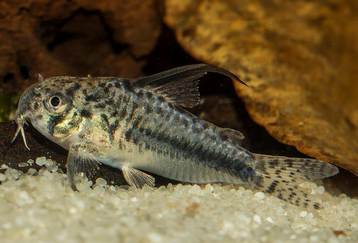 Sipaliwini's pansarmalle