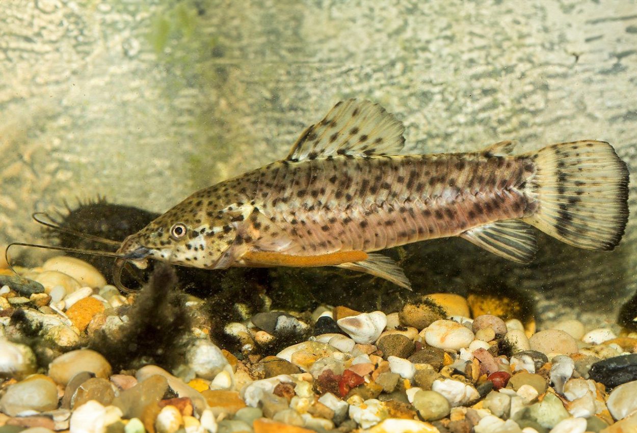 Megalechis picta