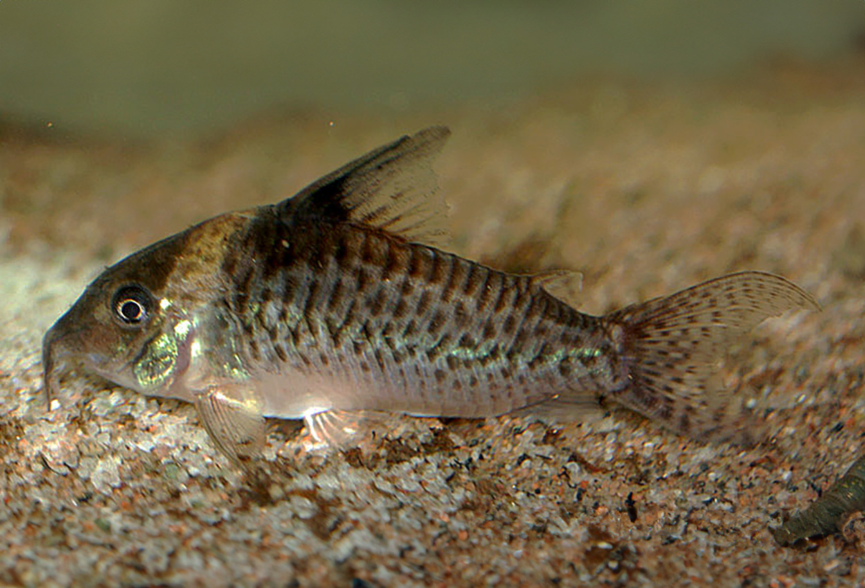 Corydoras punctatus