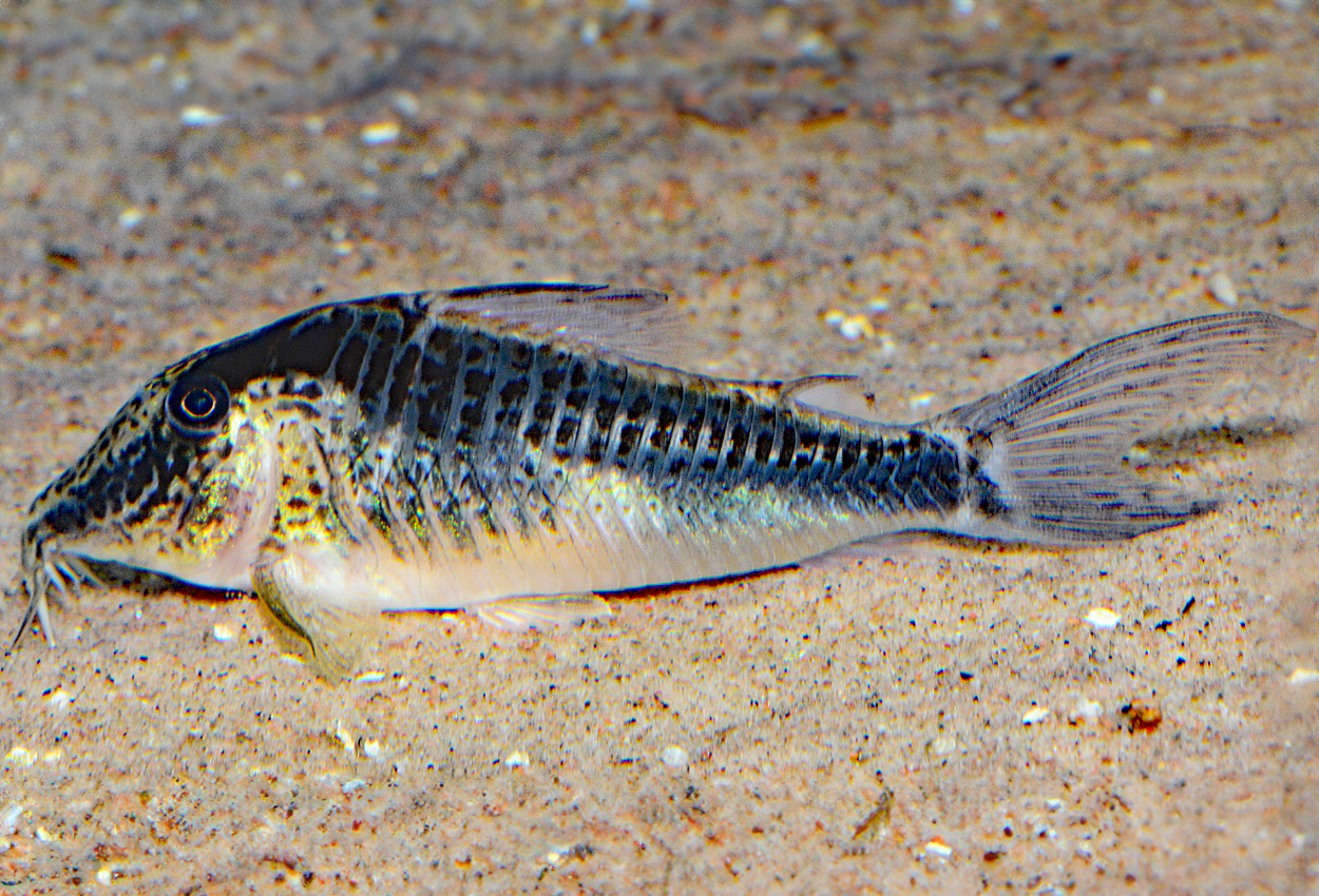 Corydoras fowleri