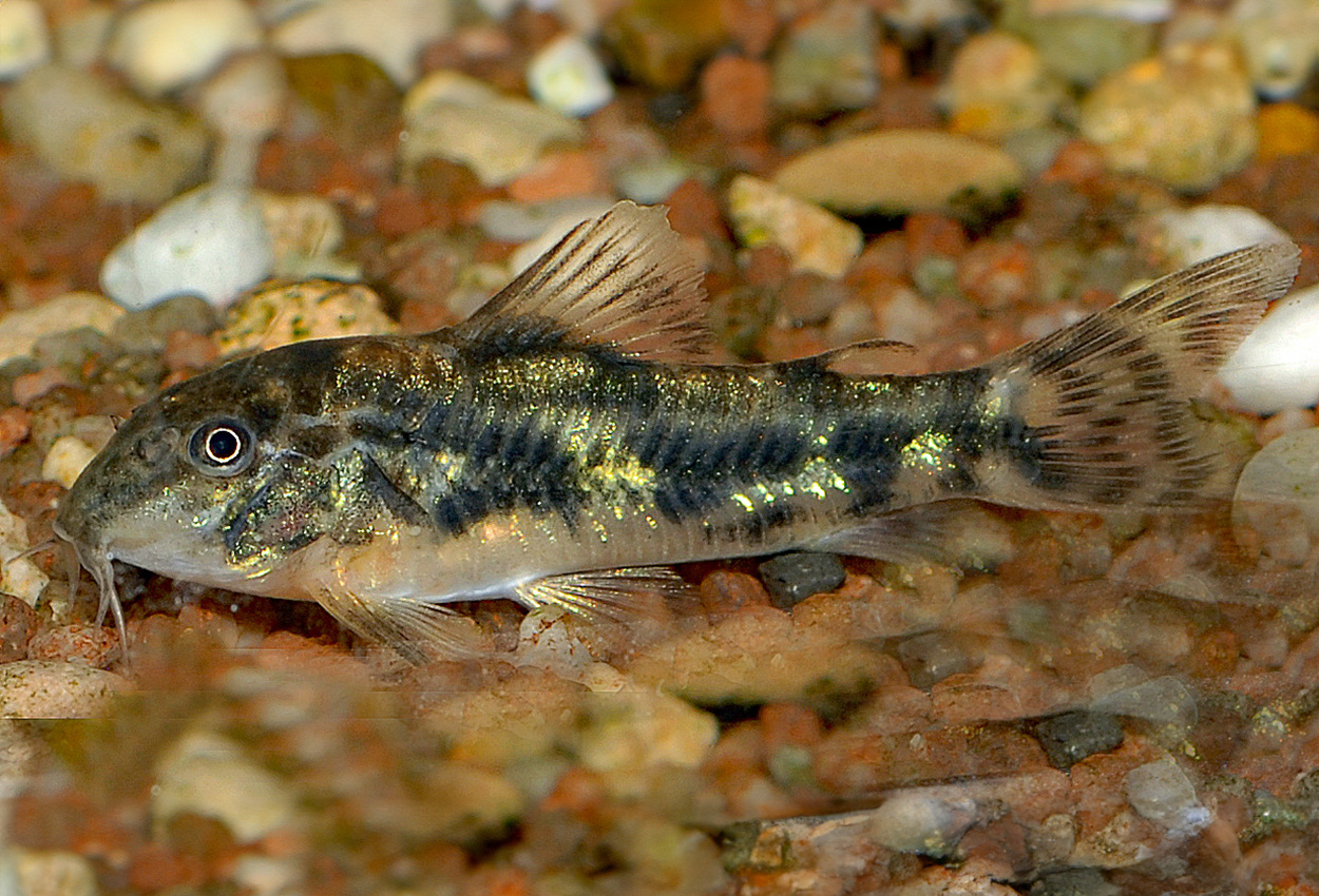 Aspidoras deppinnai