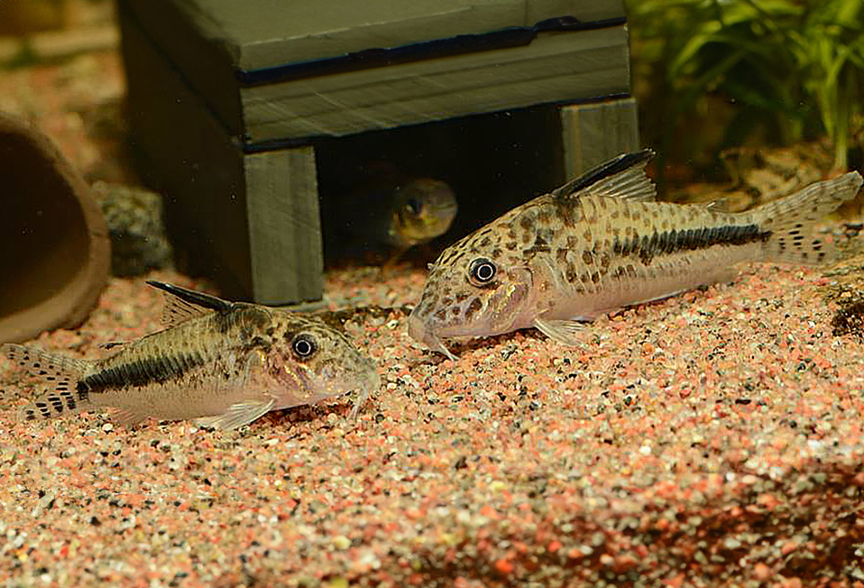 Corydoras filamentosus