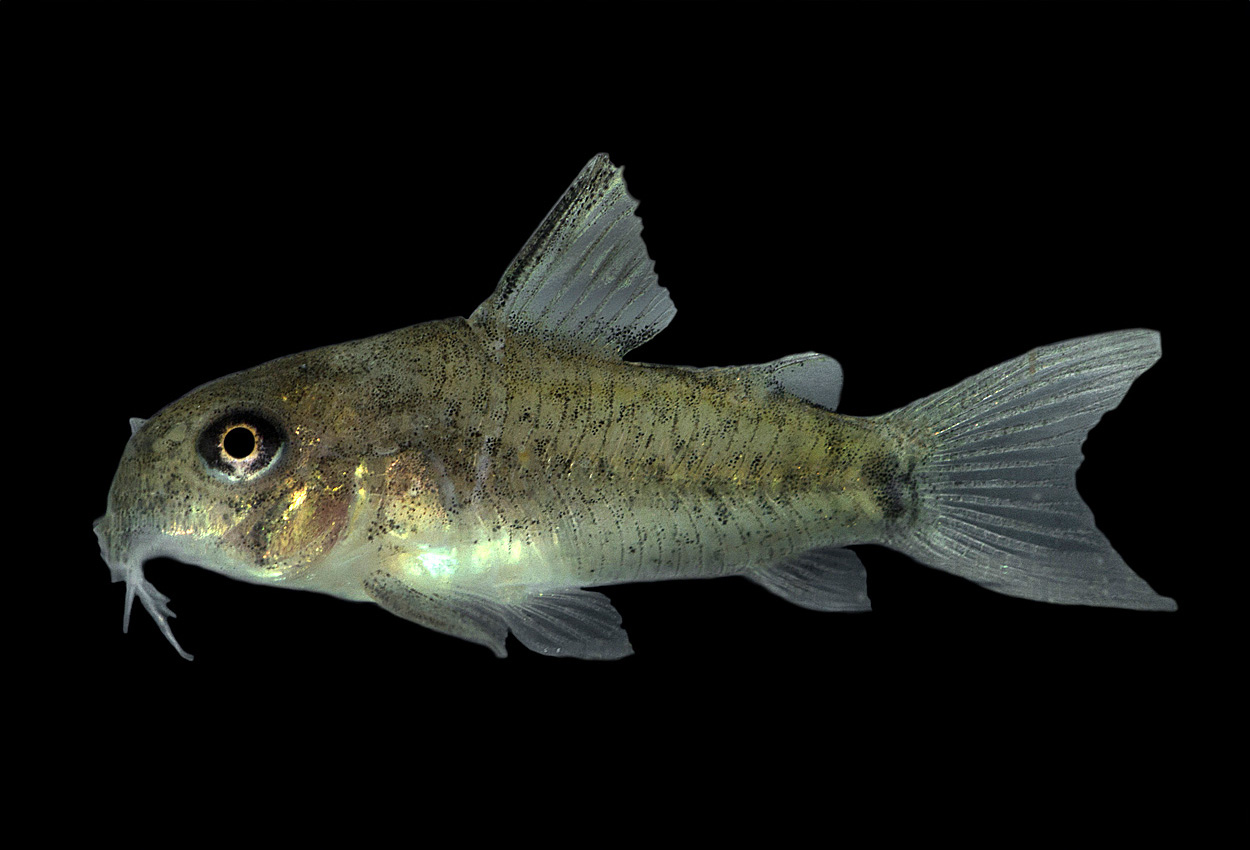 Corydoras osteocarus