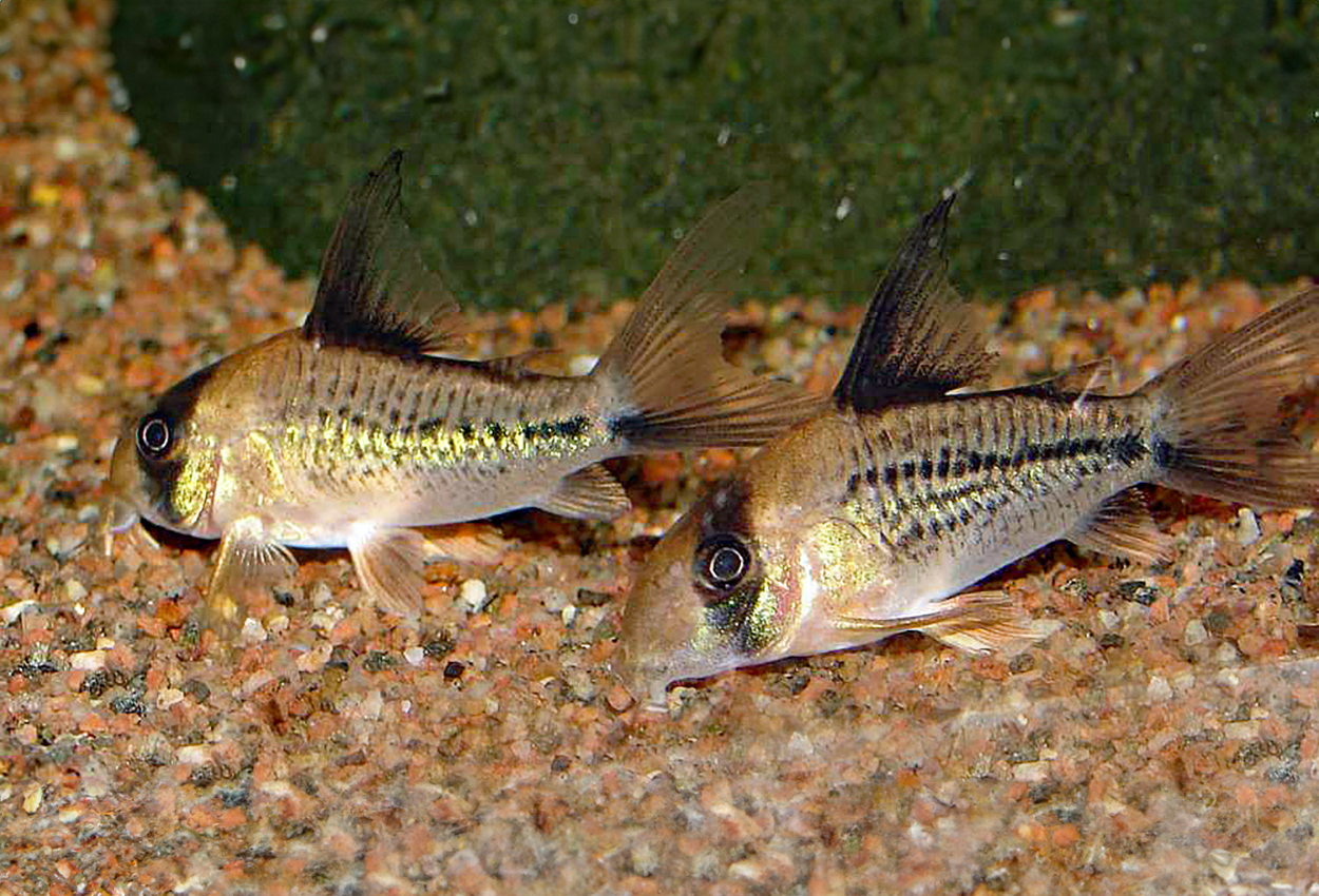 C003, Deckeris cory