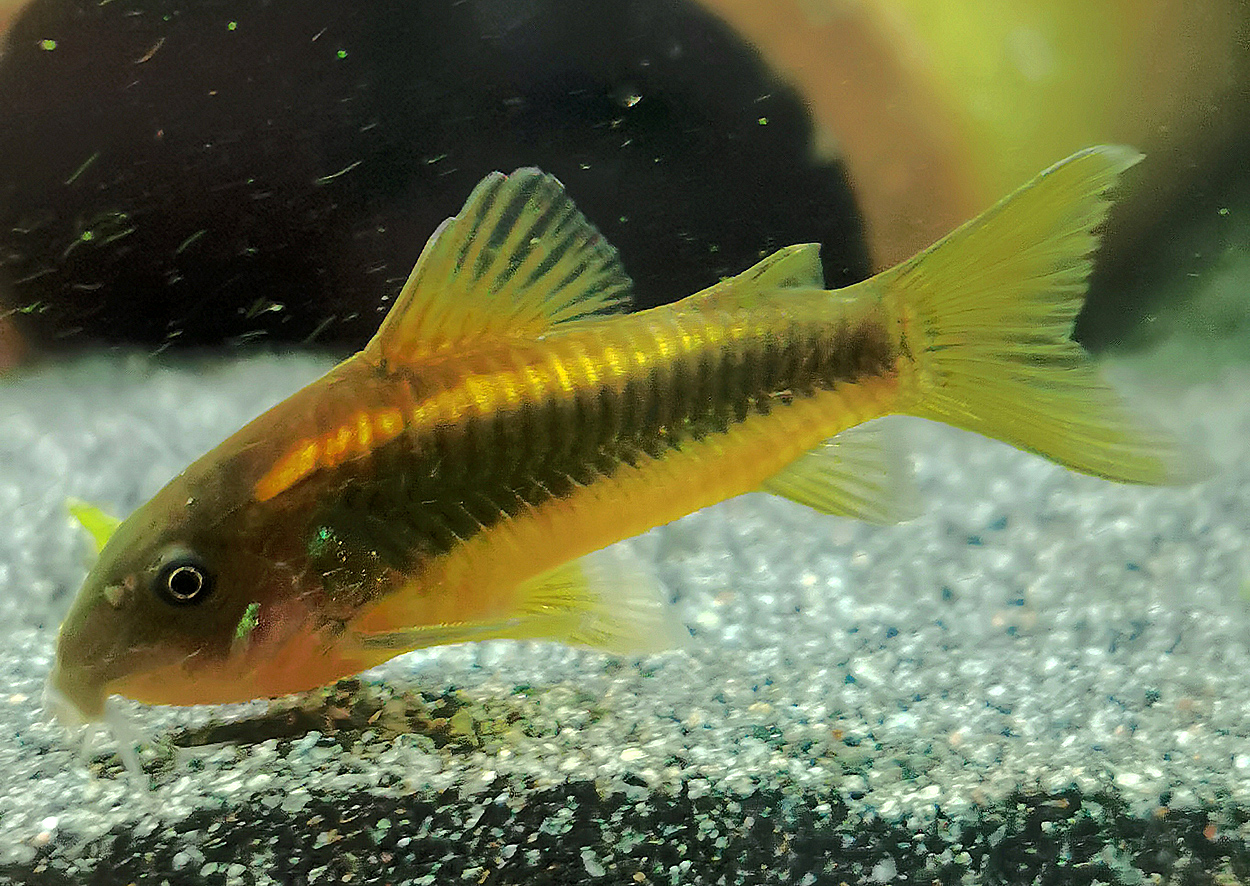 Corydoras sp. 'CW010'
