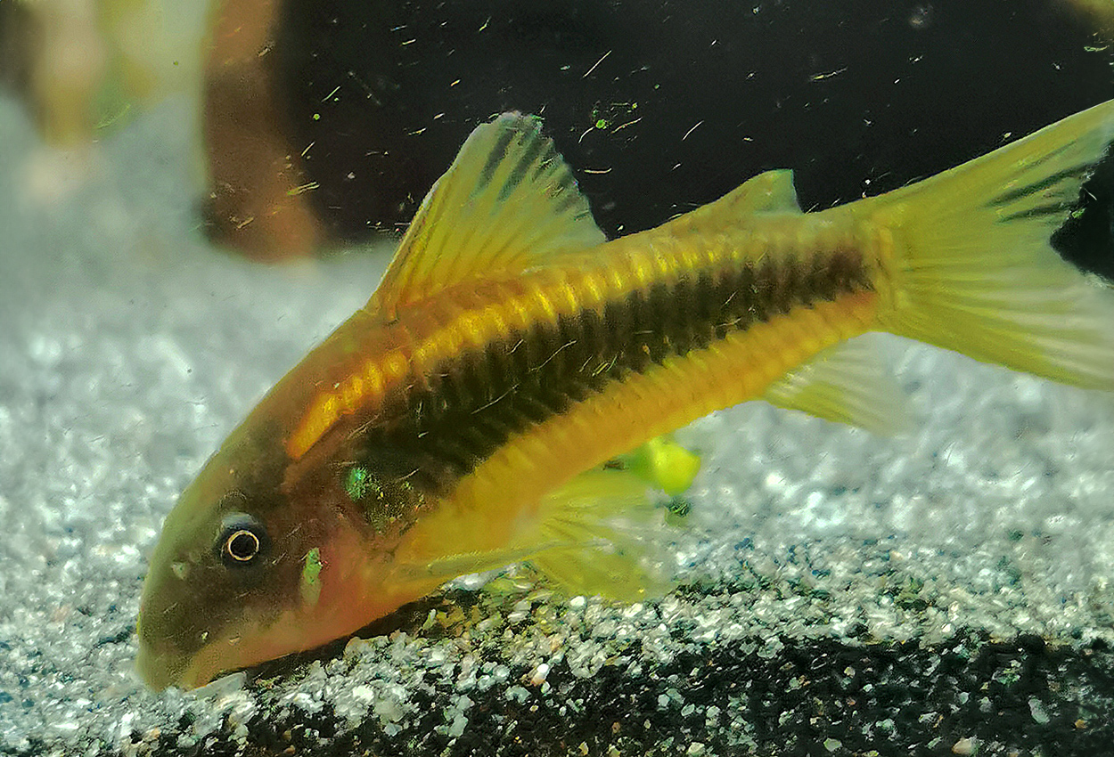 Corydoras sp. 'CW010'