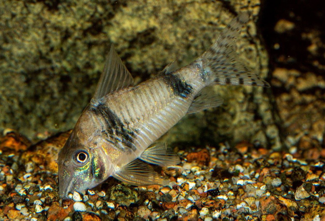 Corydoras sp. 'CW012'