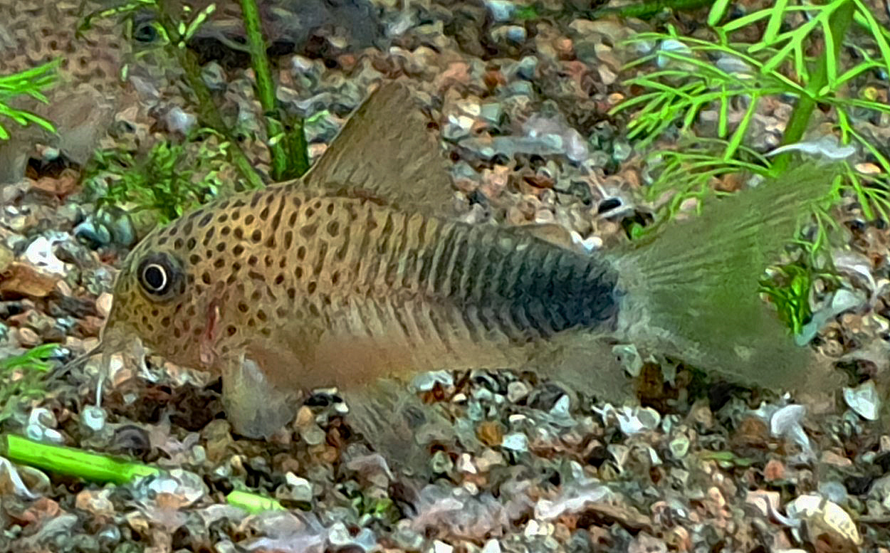 Corydoras similis