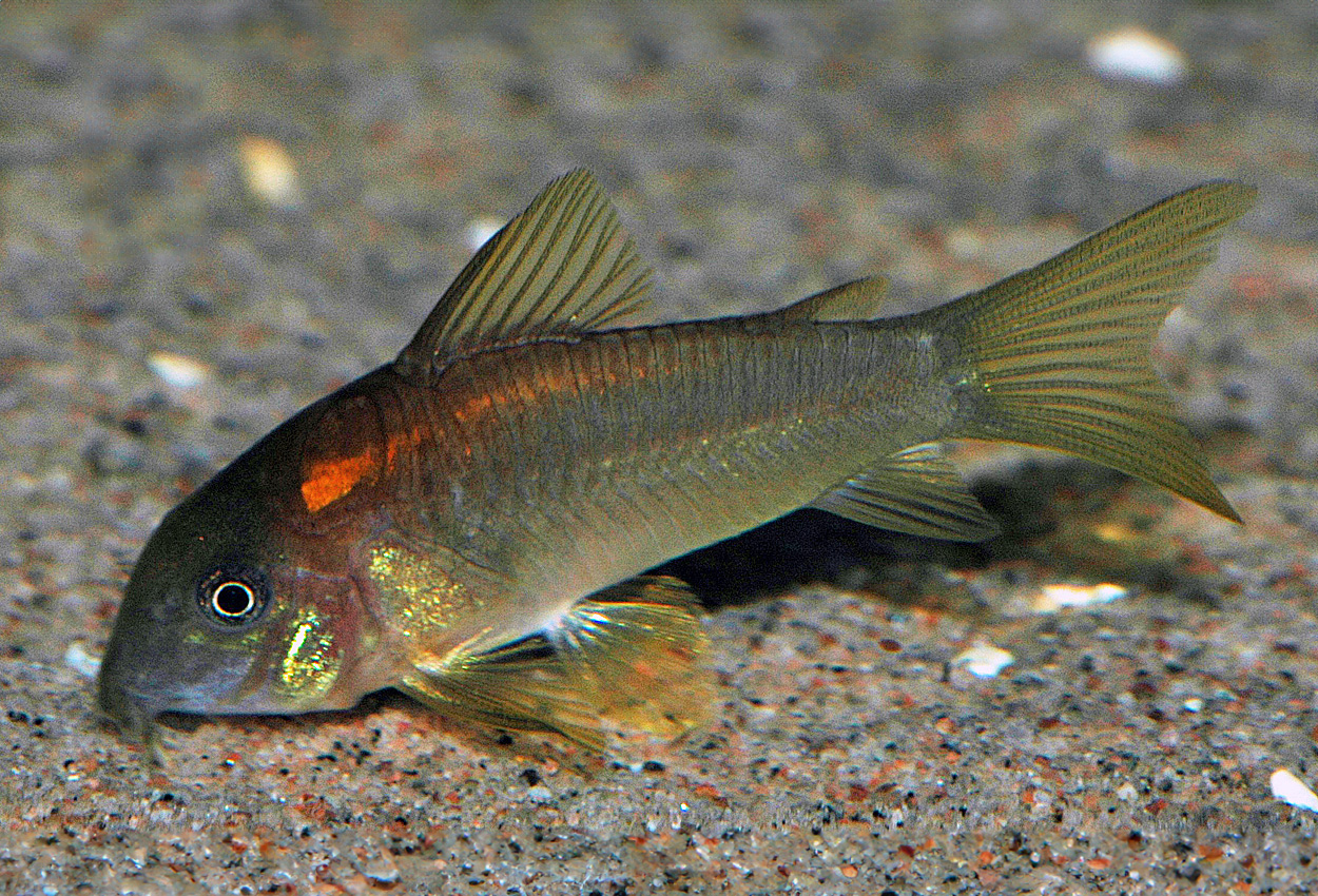 Corydoras sp. CW023