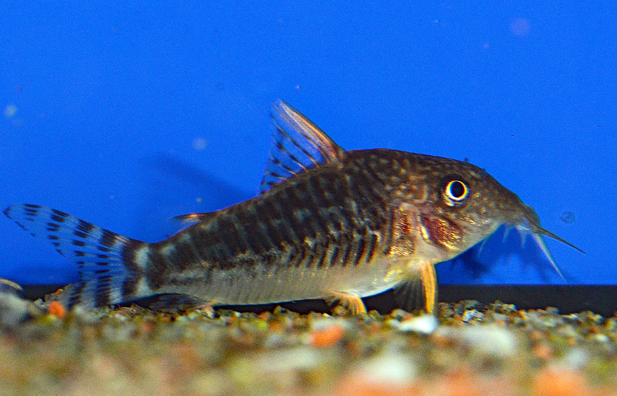 Corydoras seussi
