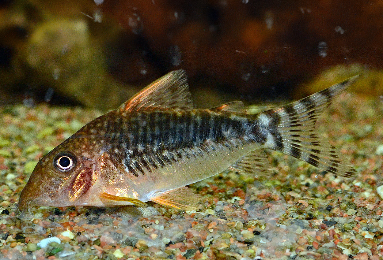Corydoras seussi