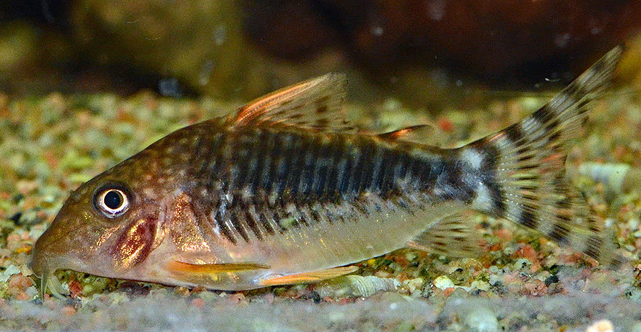 Corydoras seussi