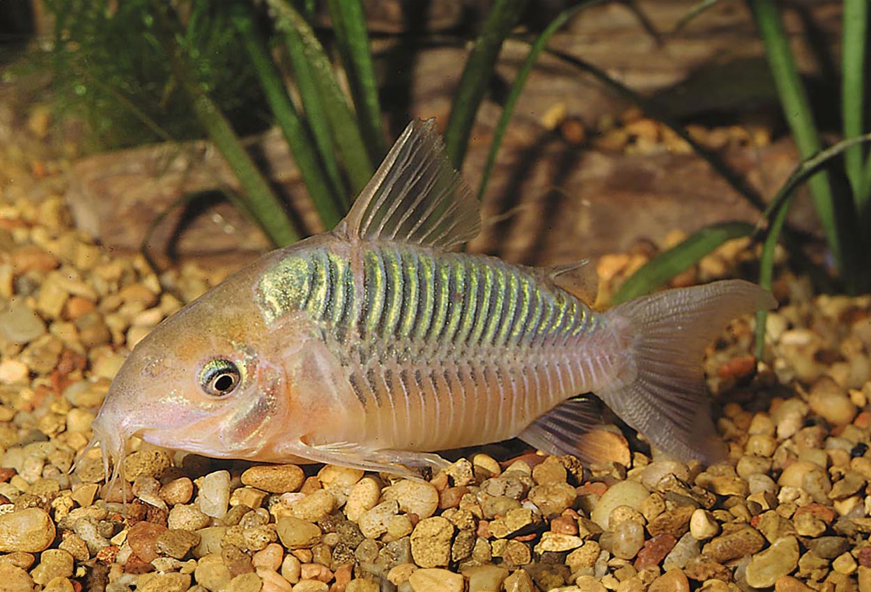 Corydoras splendens