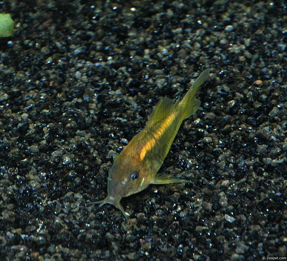 Corydoras aeneus sp.