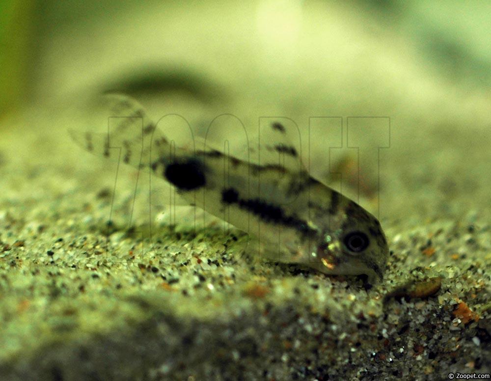 Corydoras habrosus