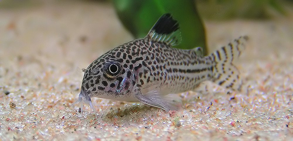 Corydoras julii