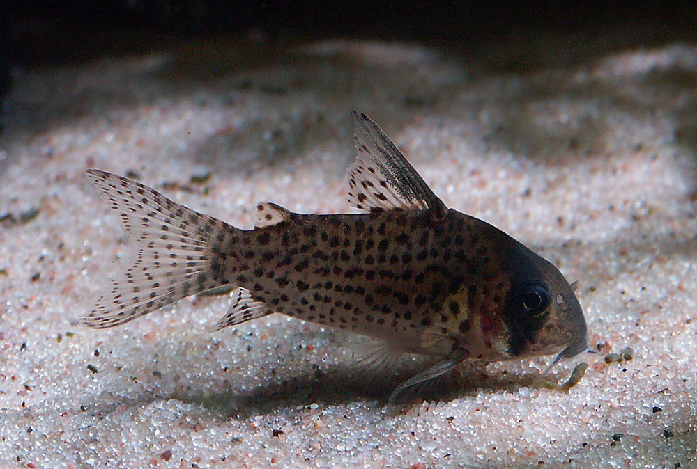 Corydoras  kanei