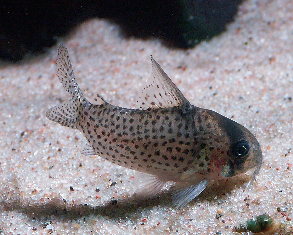 Corydoras  kanei