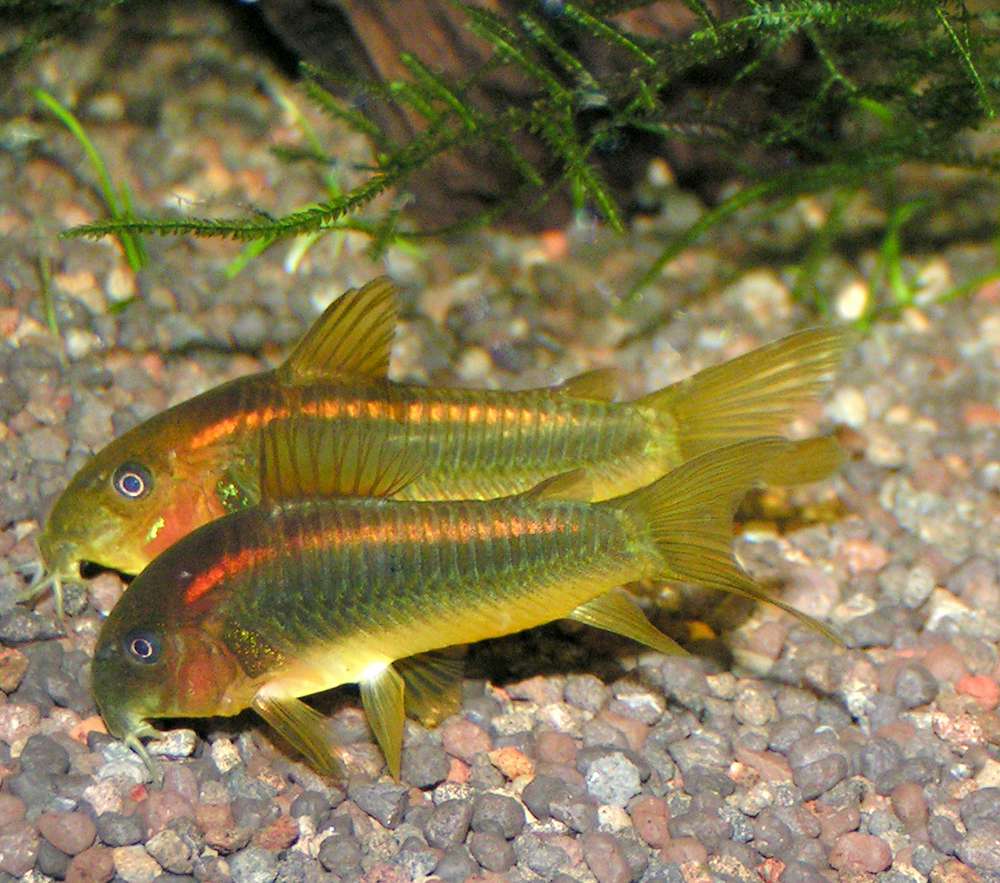 Corydoras sp.  "orangestripe"