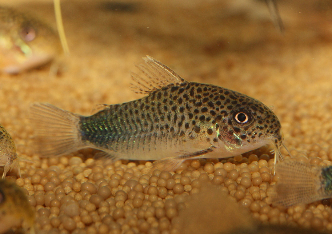 Corydoras similis