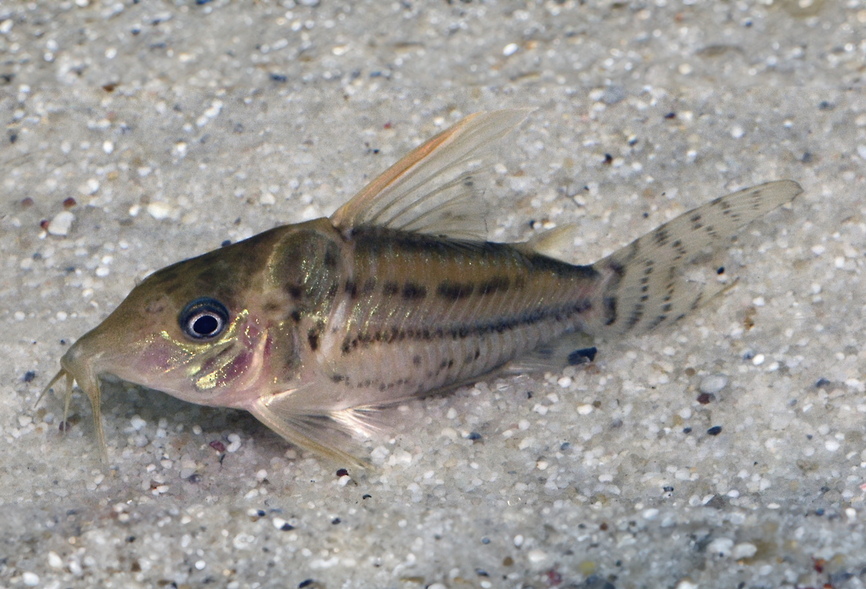 Corydoras pulcher