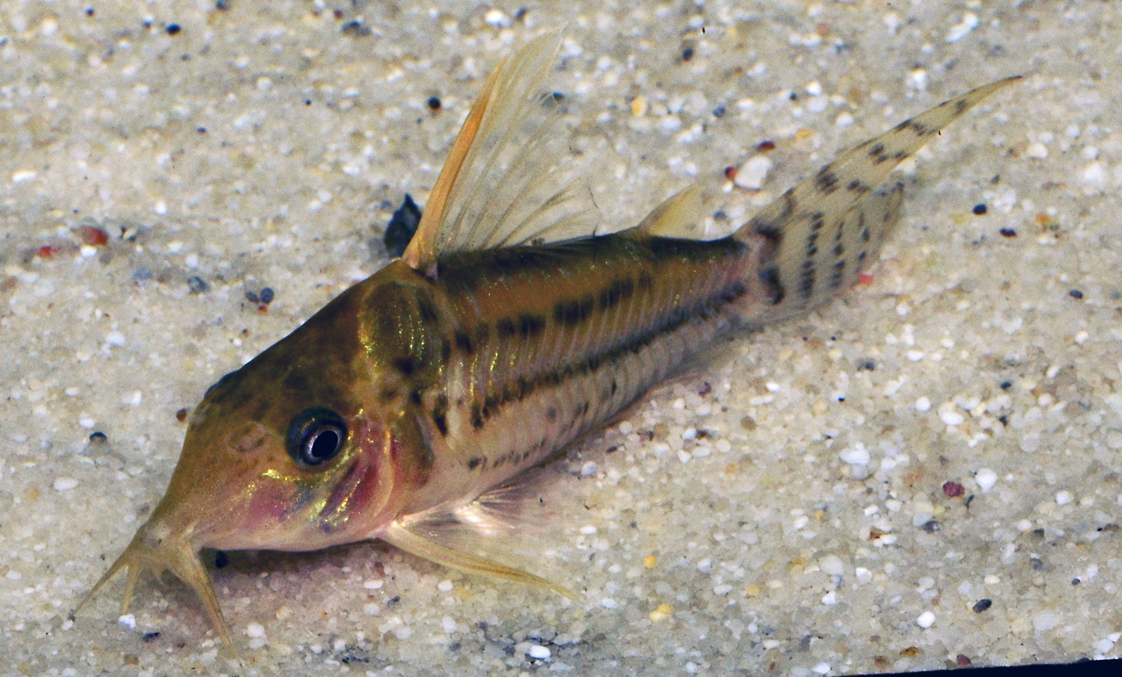 Corydoras pulcher