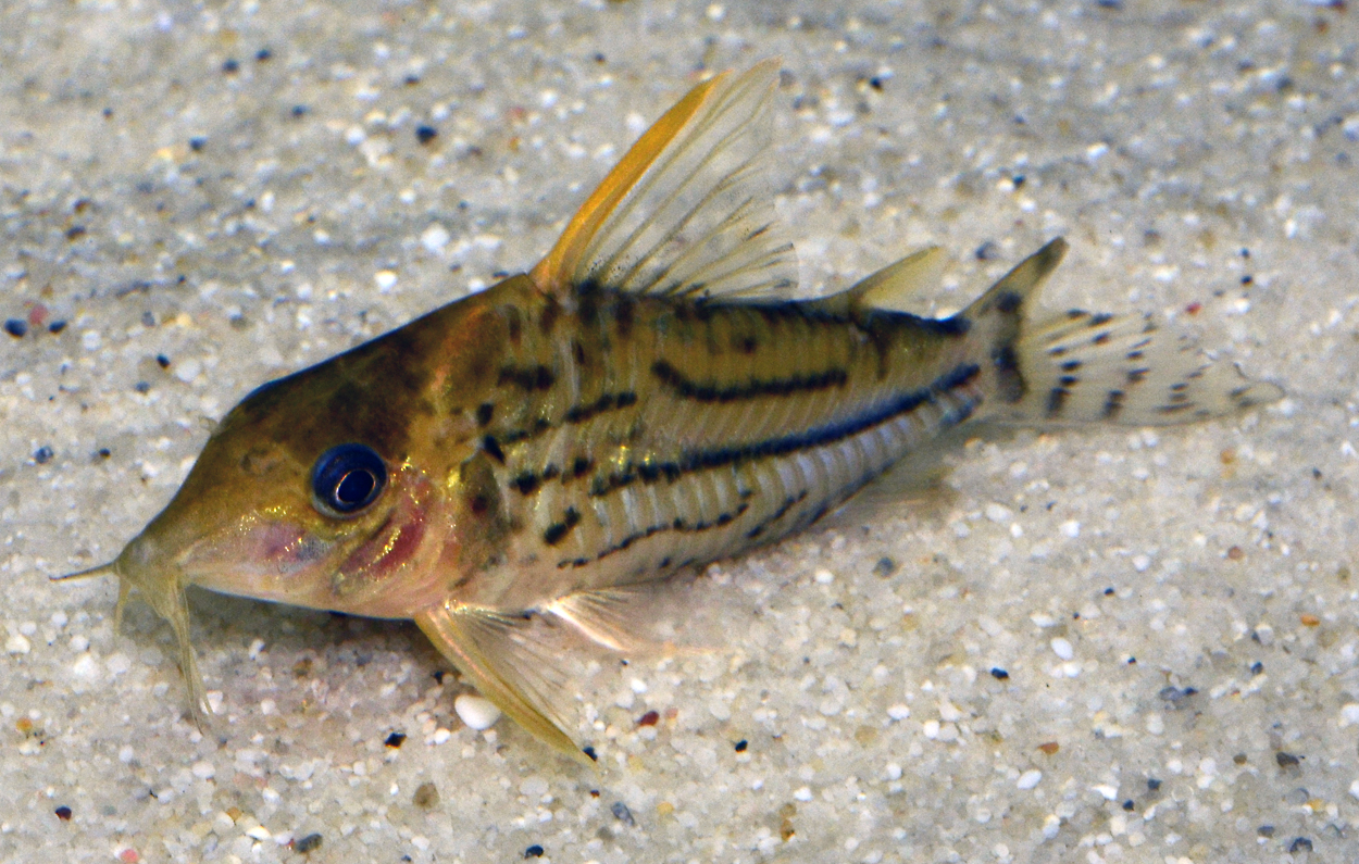Corydoras pulcher