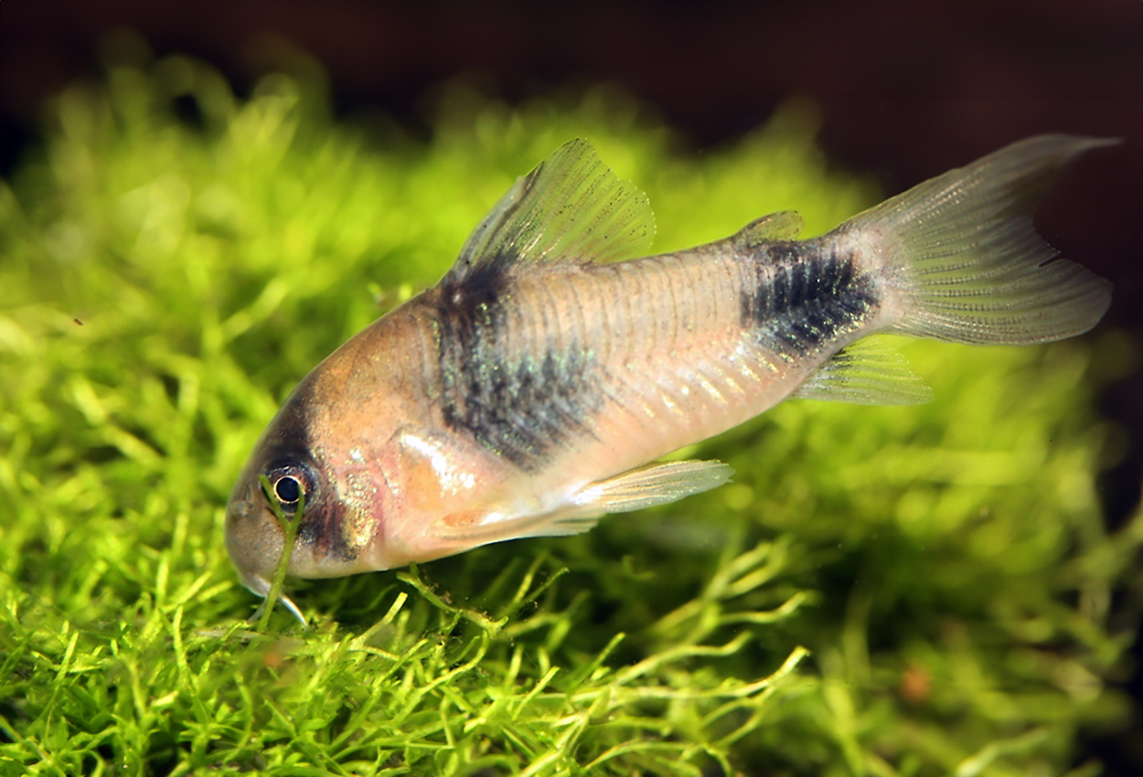 Corydoras weitzmani
