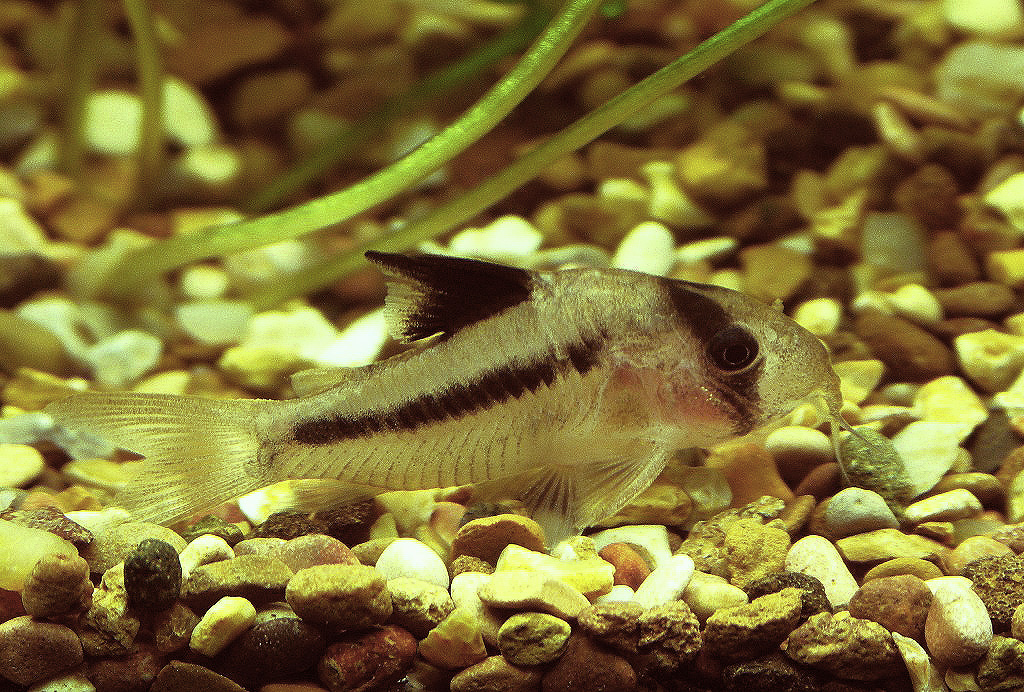 Corydoras axelrodi
