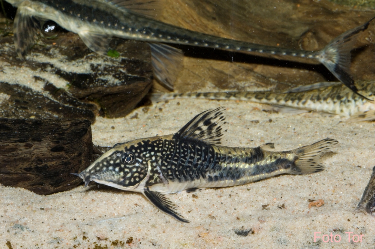 Scleromystax barbatus