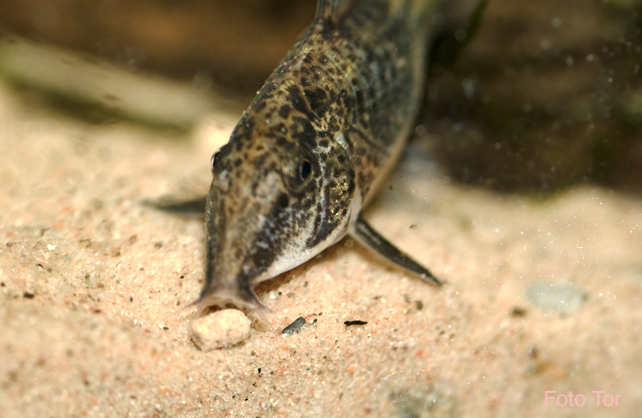 Scleromystax barbatus