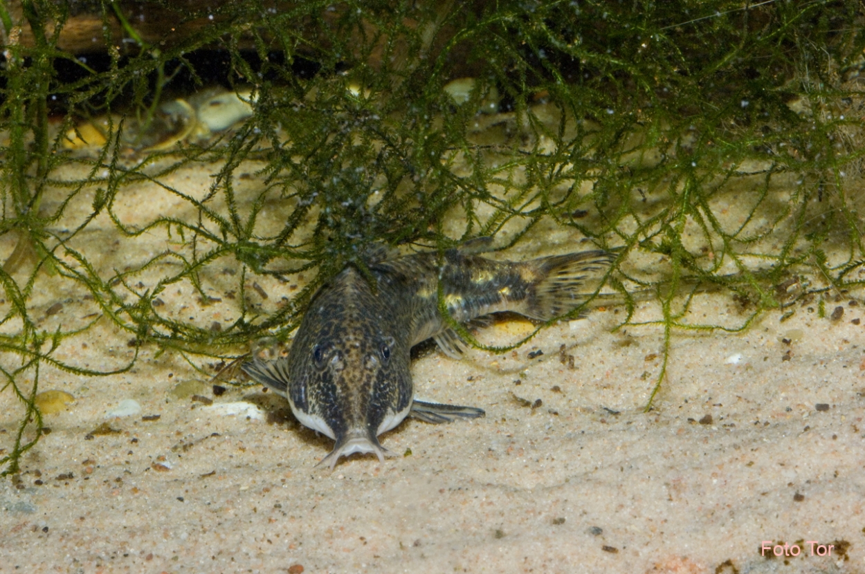 Scleromystax barbatus