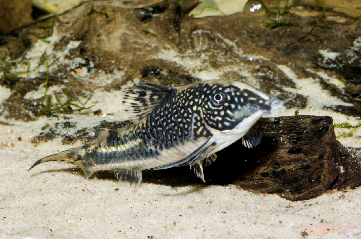 Scleromystax barbatus