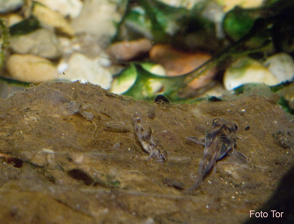 Scleromystax barbatus
